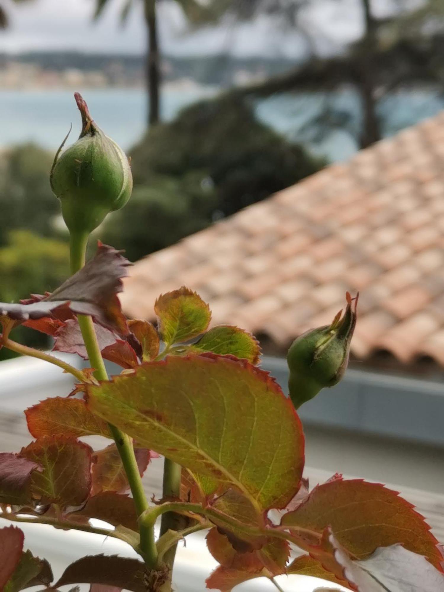 Ofdl B T1 Bandol - Briotine Foyalais Apartamento Exterior foto